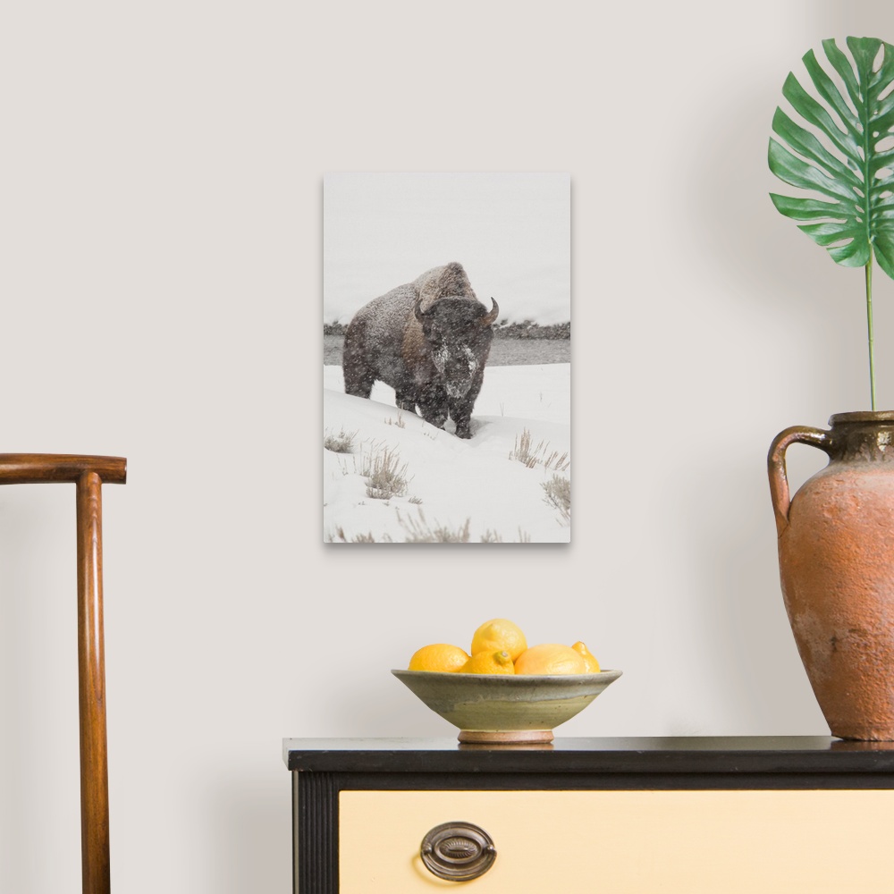 A traditional room featuring Yellowstone National Park, Yellowstone Bison (Bison bison) in snow storm, Wyoming.