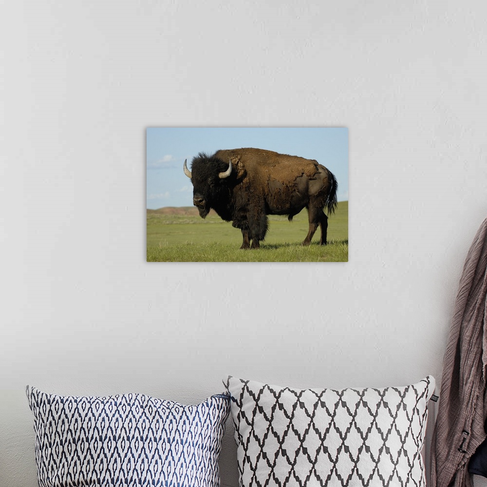 A bohemian room featuring American Bison (Bison bison) male, Durham Ranch, Campbell County, Wyoming. Males can weigh up to ...
