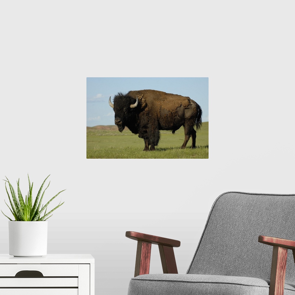 A modern room featuring American Bison (Bison bison) male, Durham Ranch, Campbell County, Wyoming. Males can weigh up to ...