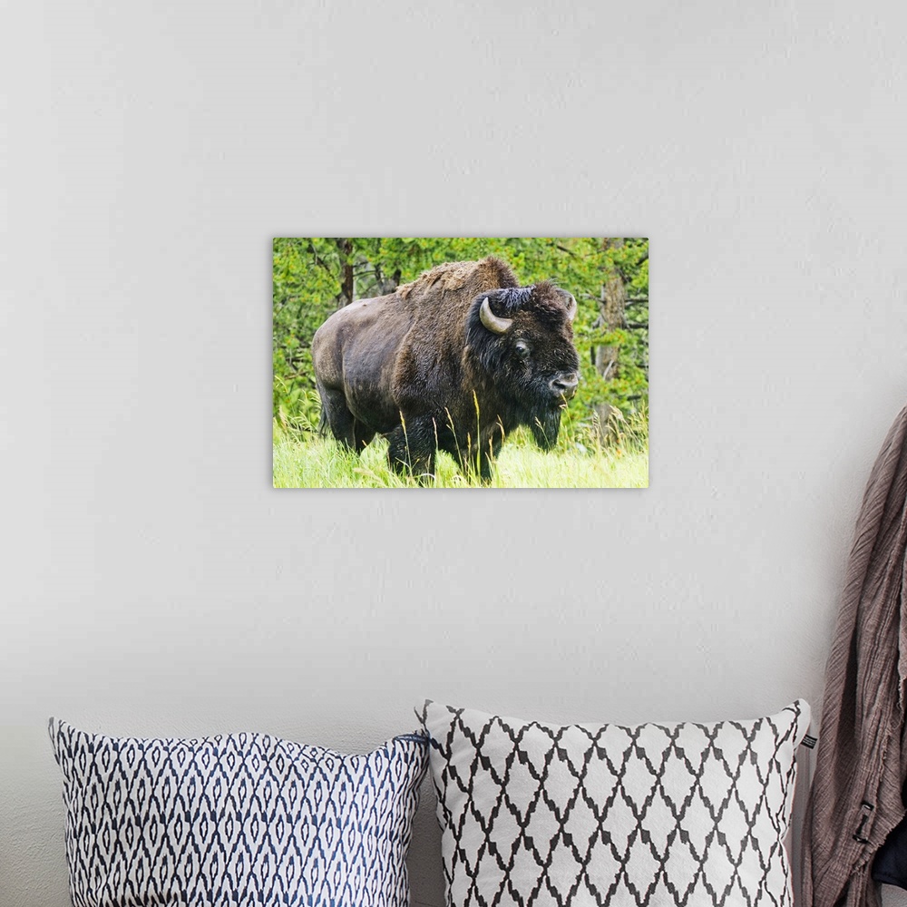 A bohemian room featuring American Buffalo Bellowing, Yellowstone National Park, Wyoming.