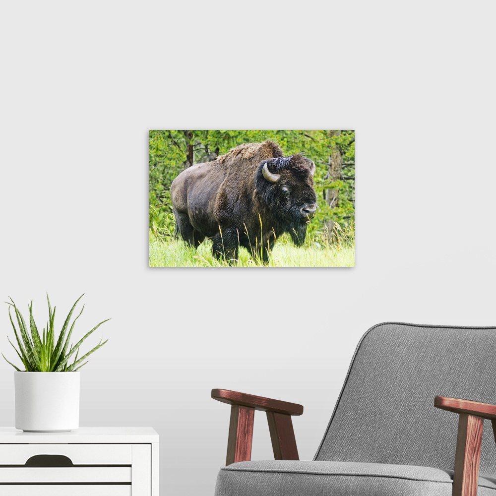 A modern room featuring American Buffalo Bellowing, Yellowstone National Park, Wyoming.