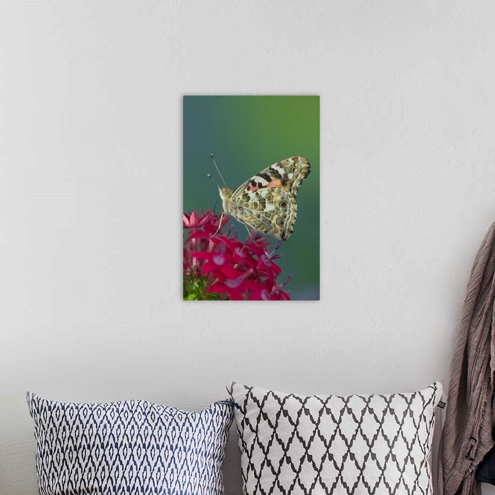 A bohemian room featuring American Painted Lady Butterfly.
