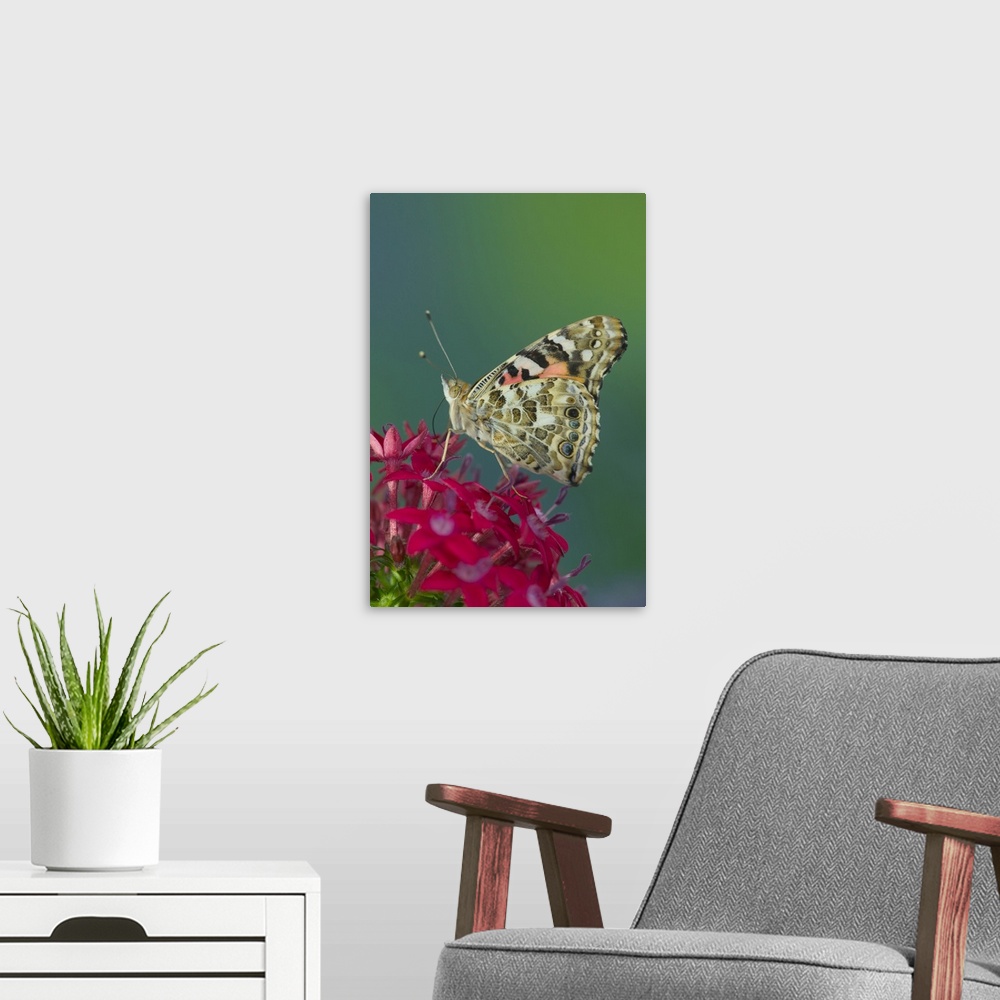 A modern room featuring American Painted Lady Butterfly.