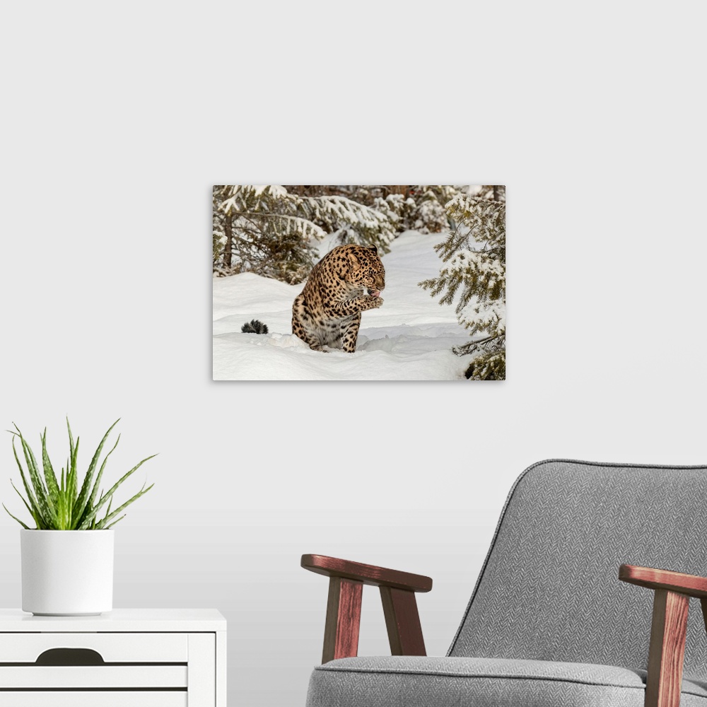 A modern room featuring Amur Leopard (Captive) in winter, Panthera pardus orientalis. Leopard subspecies native to the Pr...
