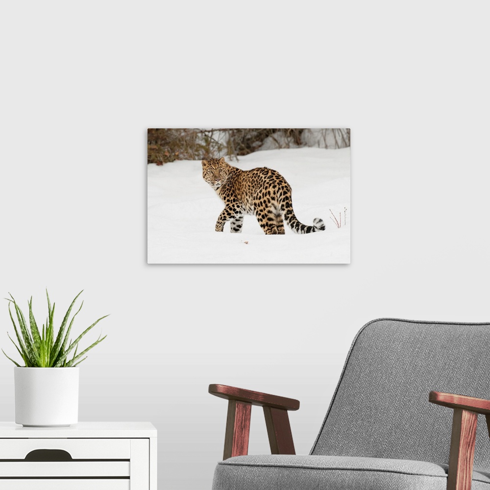 A modern room featuring Amur Leopard (Captive) in winter, Panthera pardus orientalis. Leopard subspecies native to the Pr...