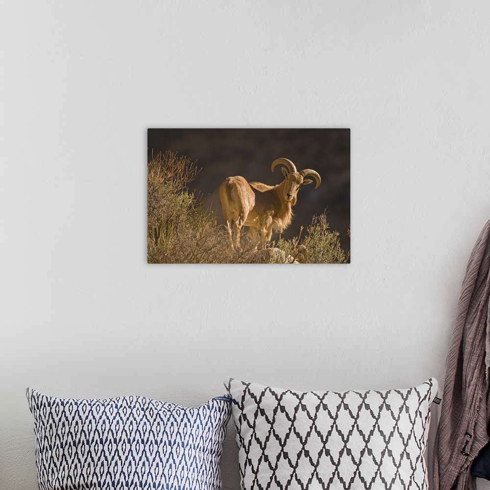 A bohemian room featuring An adult mountain Barbary bighorn sheep (Ammotragus lervia), or aoudad, forages high in the Guada...