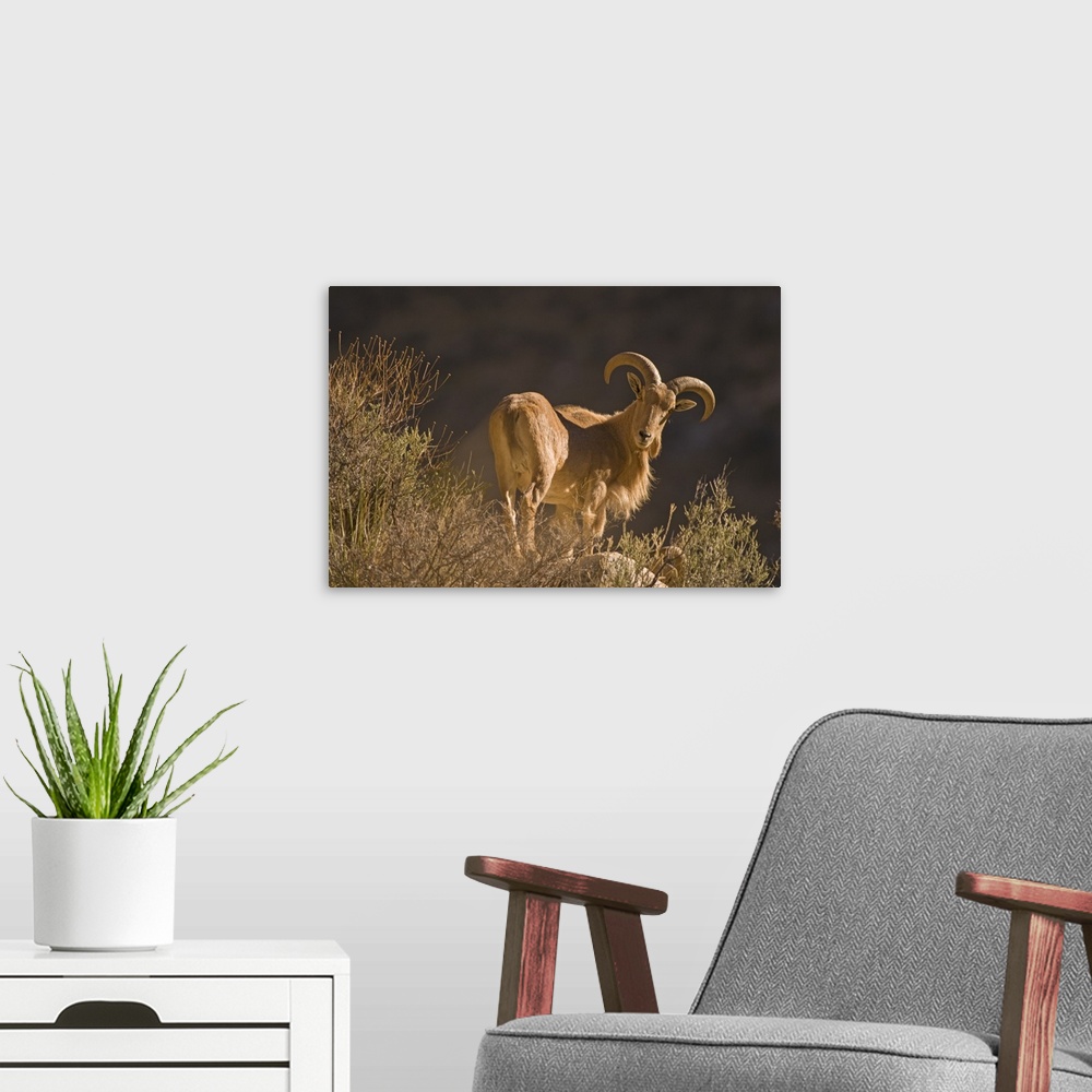 A modern room featuring An adult mountain Barbary bighorn sheep (Ammotragus lervia), or aoudad, forages high in the Guada...