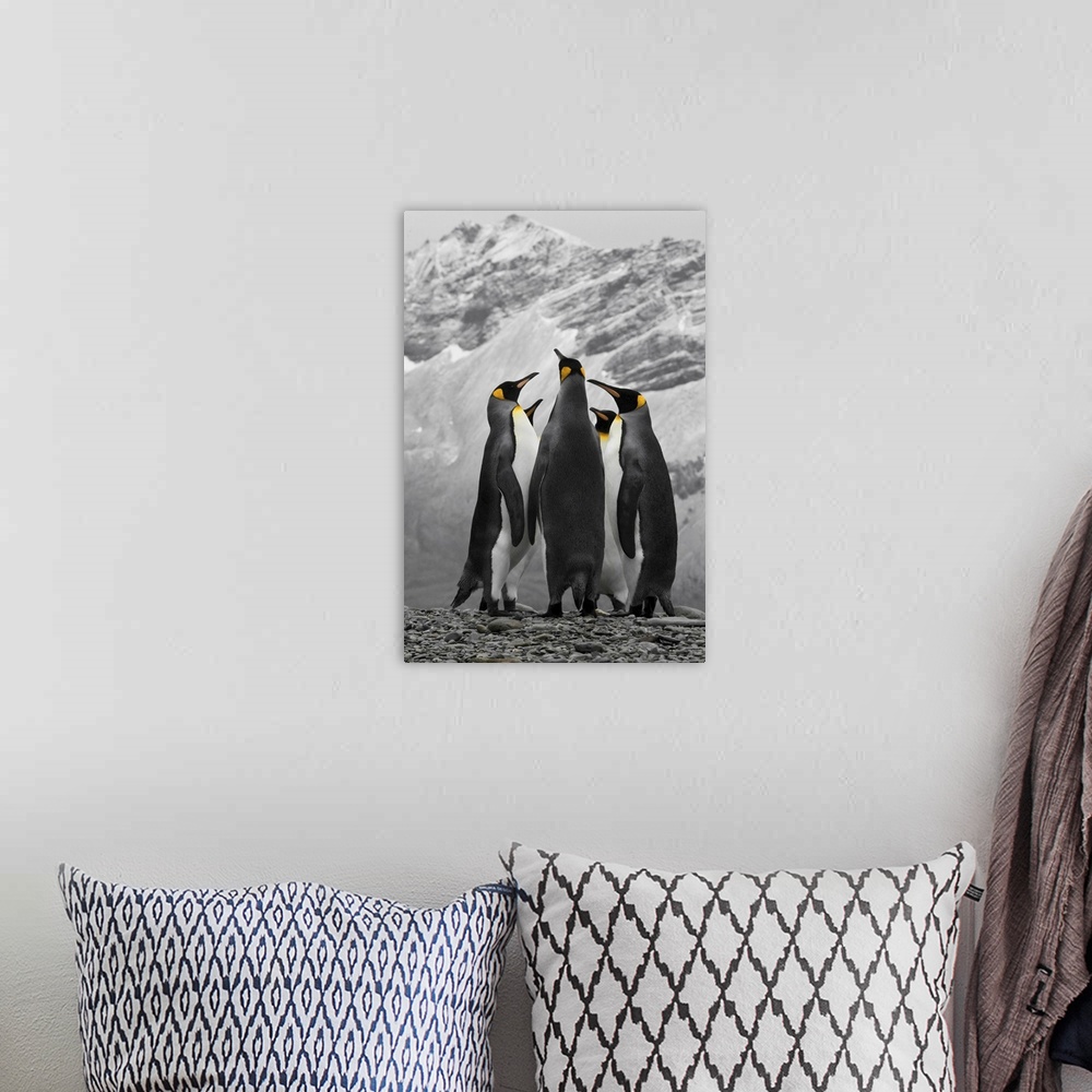 A bohemian room featuring Antarctica, A Conference Of King Penguins
