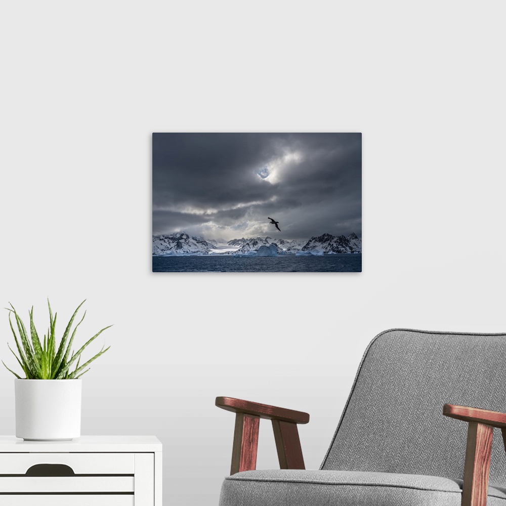 A modern room featuring Antarctica, South Georgia island. Stormy sunset on glacier and flying bird.