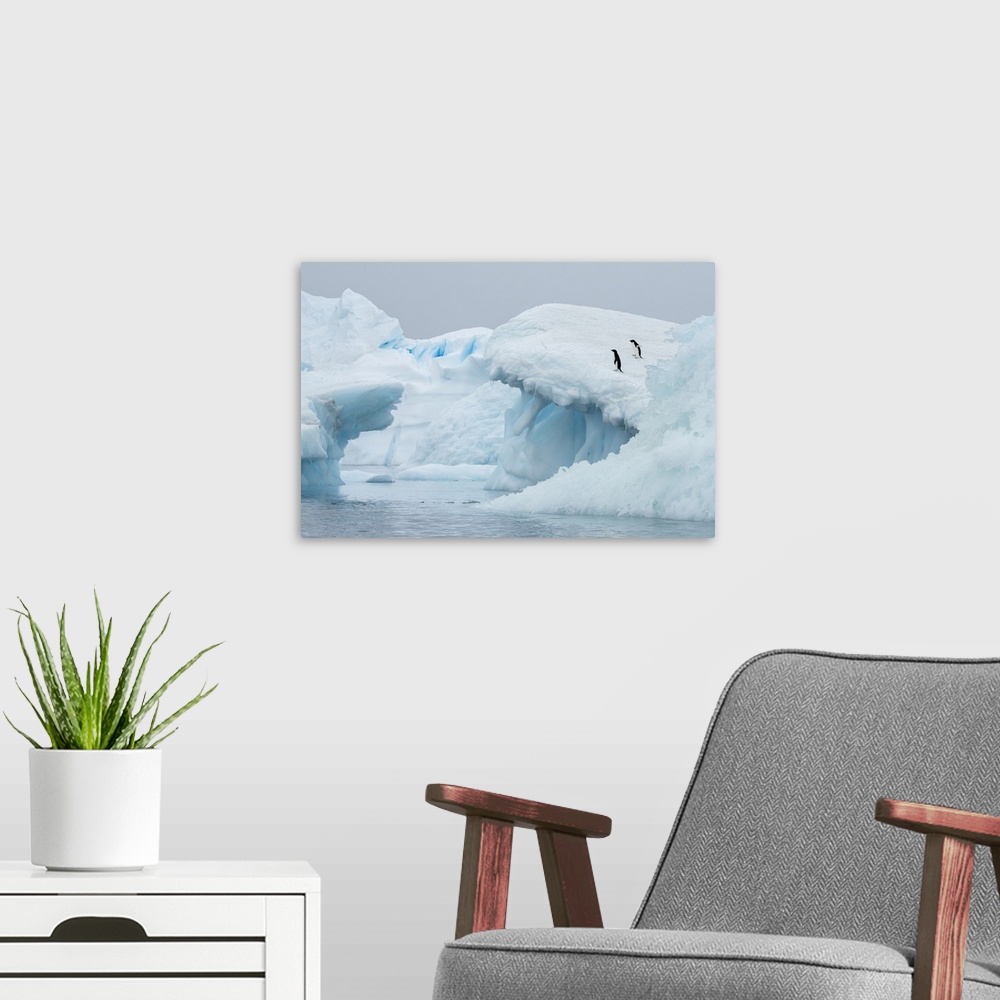 A modern room featuring Antarctica, Vega Island, aka Devil Island. Adelie penguins on blue iceberg.