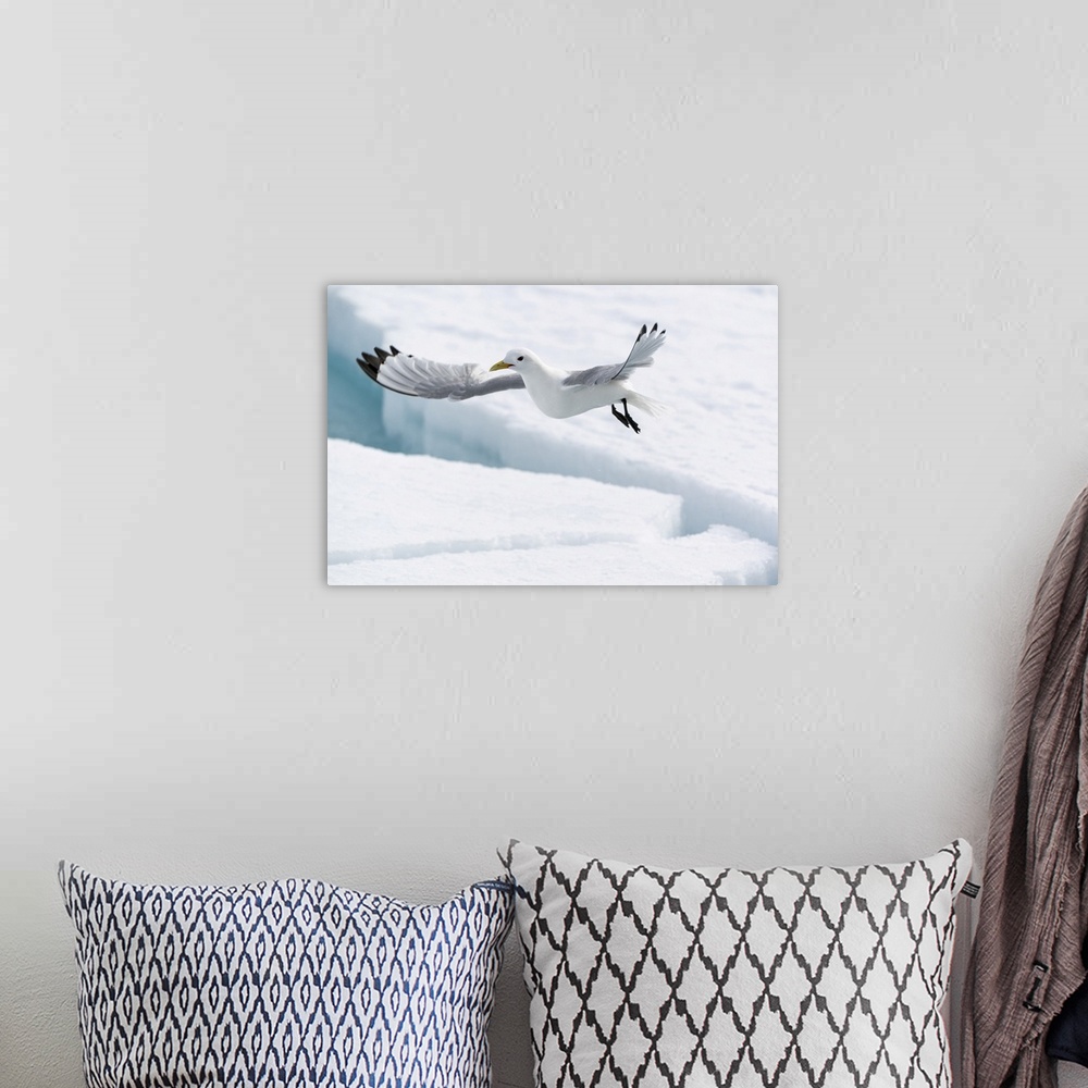 A bohemian room featuring Arctic, North Of Svalbard, A Black-Legged Kittiwake Looking For Fish