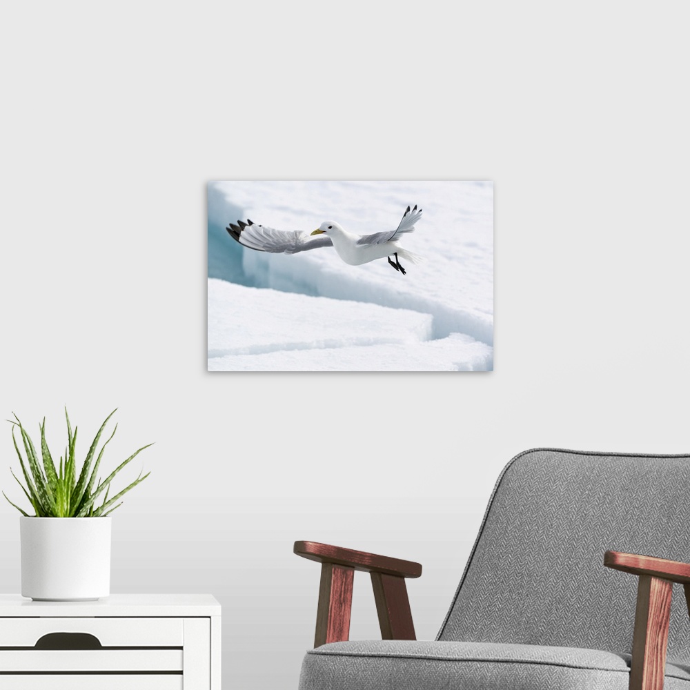 A modern room featuring Arctic, North Of Svalbard, A Black-Legged Kittiwake Looking For Fish