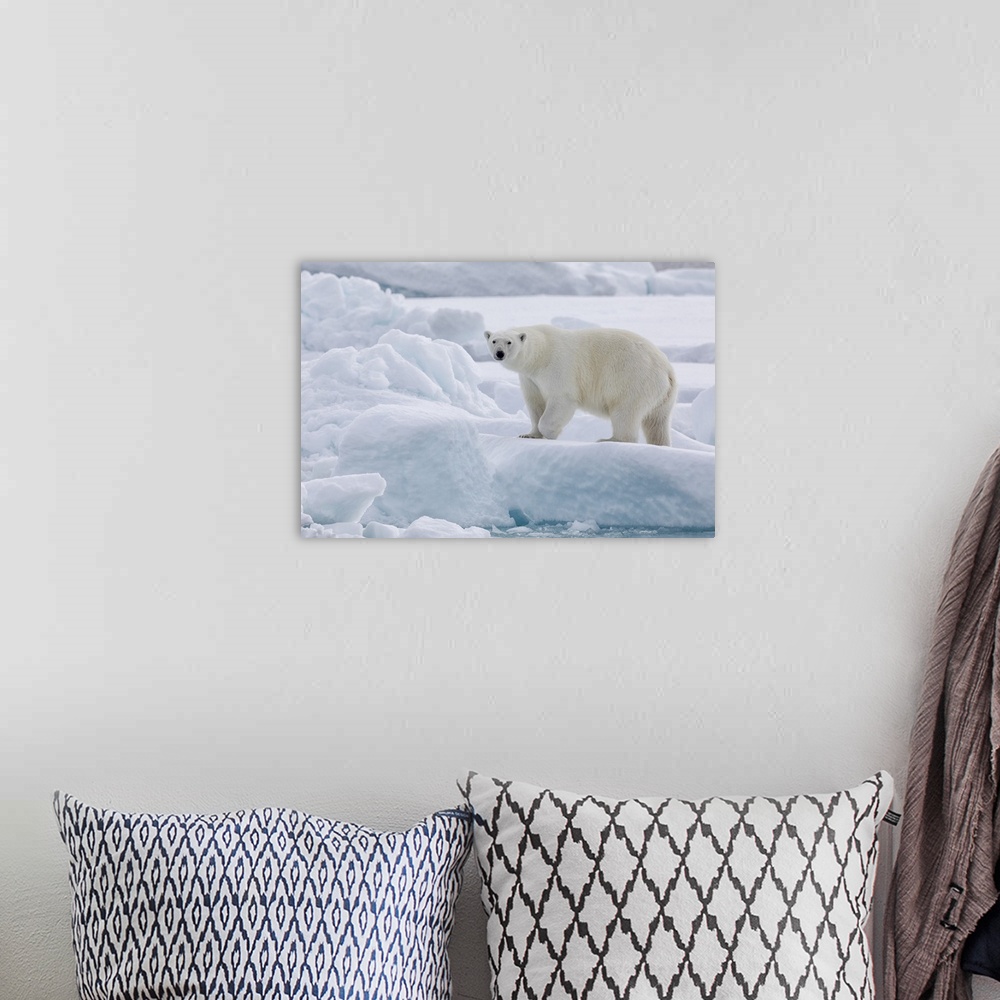 A bohemian room featuring Arctic, North Of Svalbard, Portrait Of A Polar Bear Walking On The Pack Ice