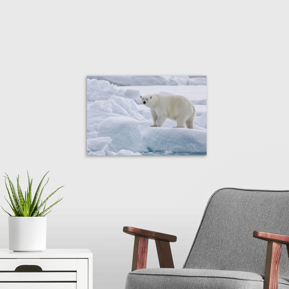 A modern room featuring Arctic, North Of Svalbard, Portrait Of A Polar Bear Walking On The Pack Ice
