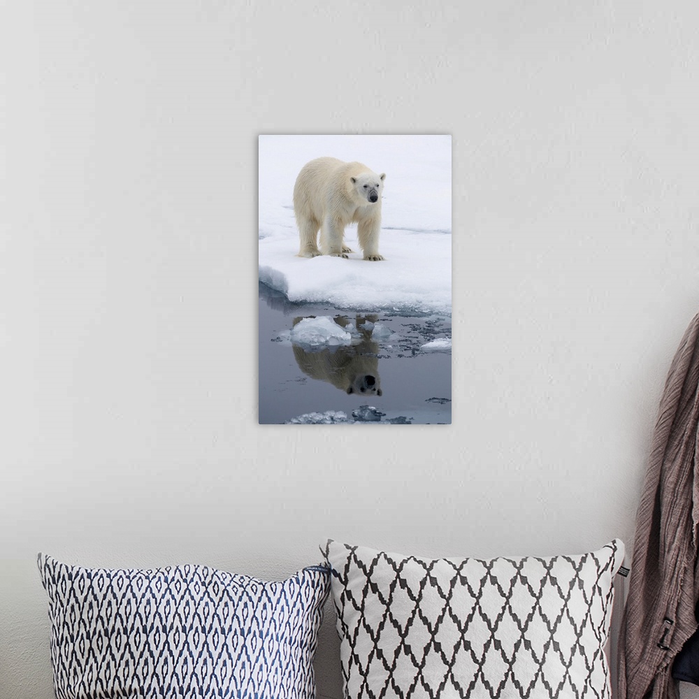A bohemian room featuring Arctic, North Of Svalbard, Portrait Of A Polar Bear With Its Reflection