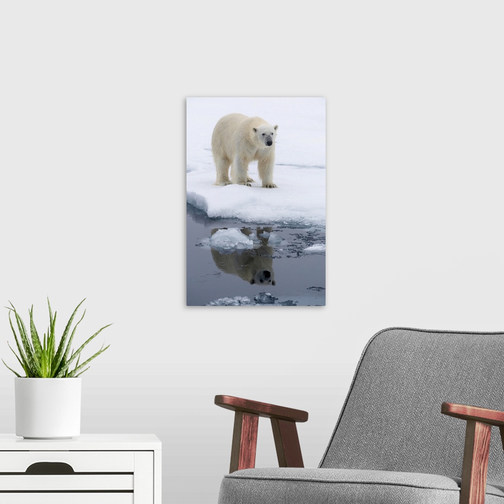 A modern room featuring Arctic, North Of Svalbard, Portrait Of A Polar Bear With Its Reflection