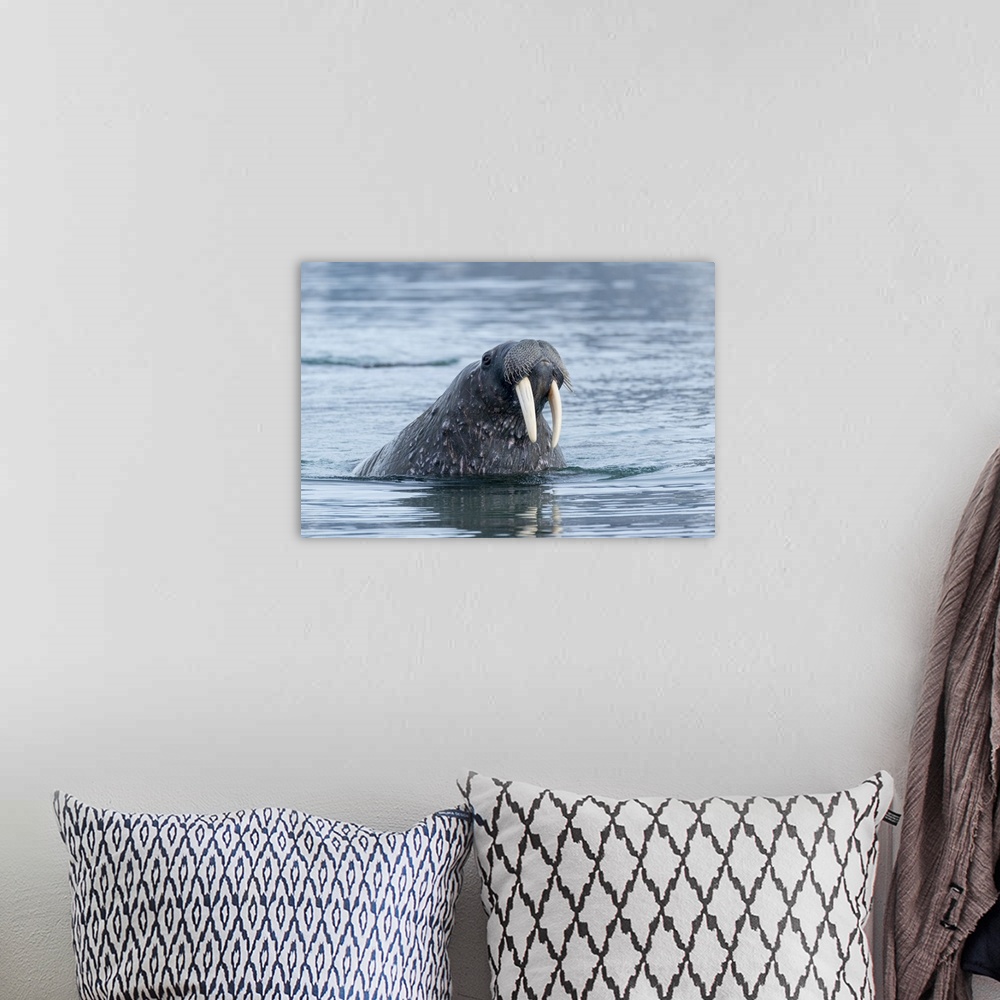 A bohemian room featuring Arctic, Svalbard, Spitsbergen, Portrait Of A Walrus In The Water