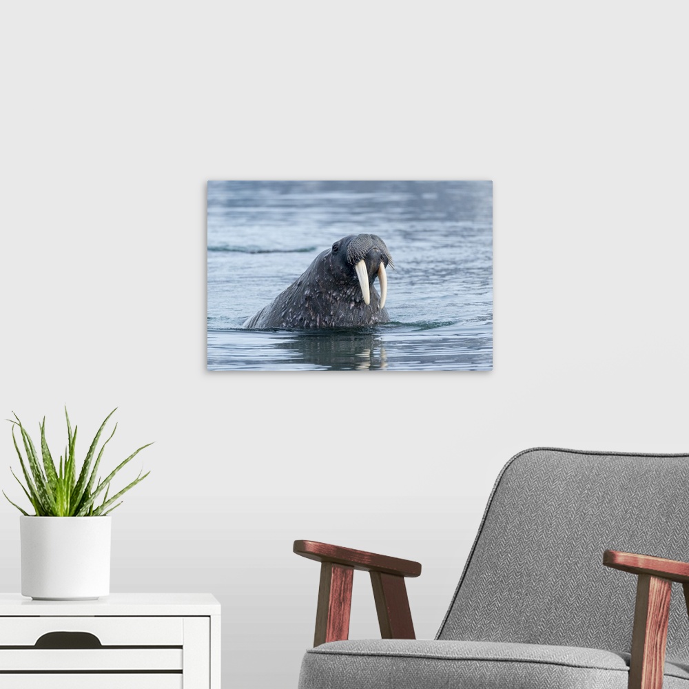 A modern room featuring Arctic, Svalbard, Spitsbergen, Portrait Of A Walrus In The Water