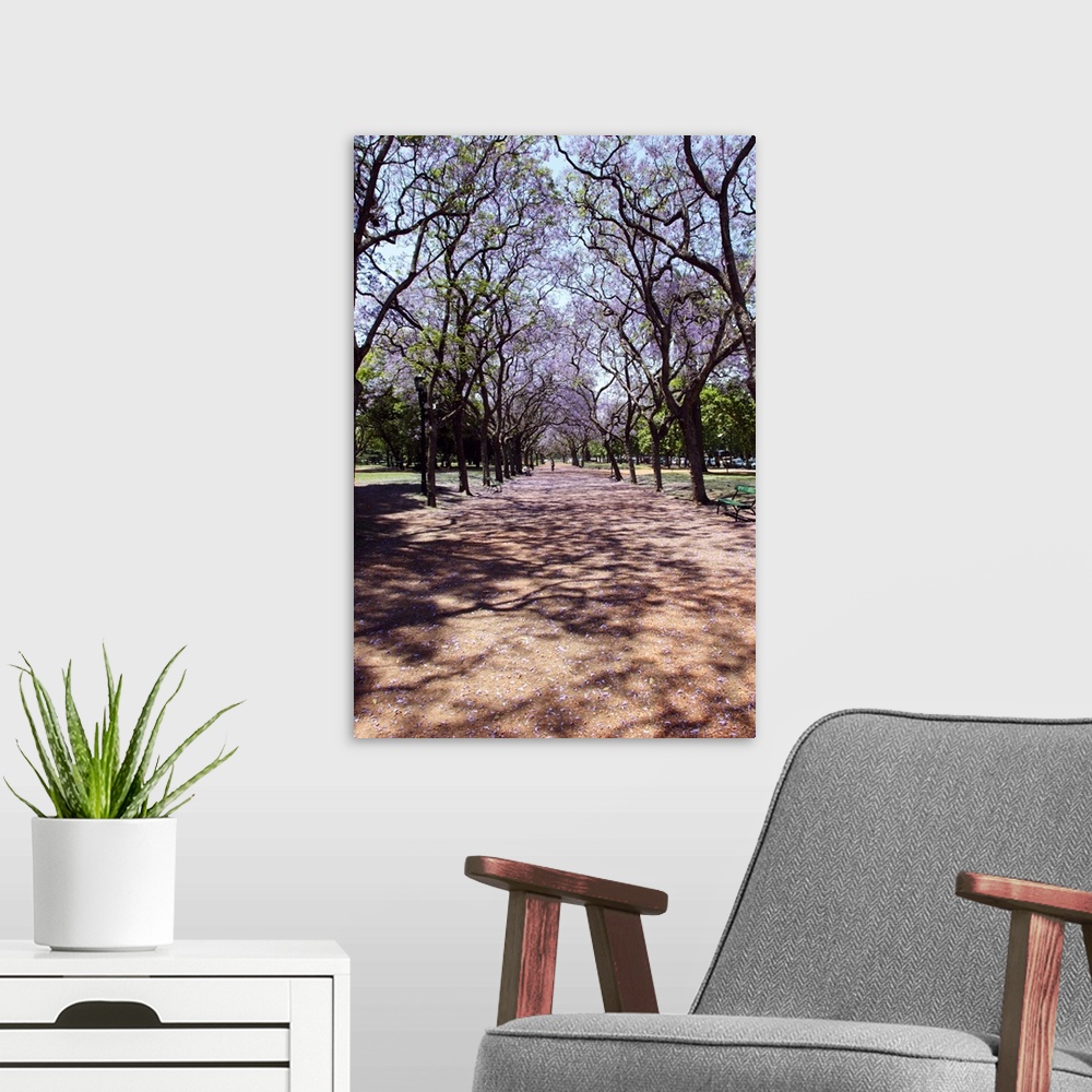 A modern room featuring Argentina, Buenos Aires, Jacarandas trees are in bloom in the city parks. Parque 3 de Febrero, Pa...