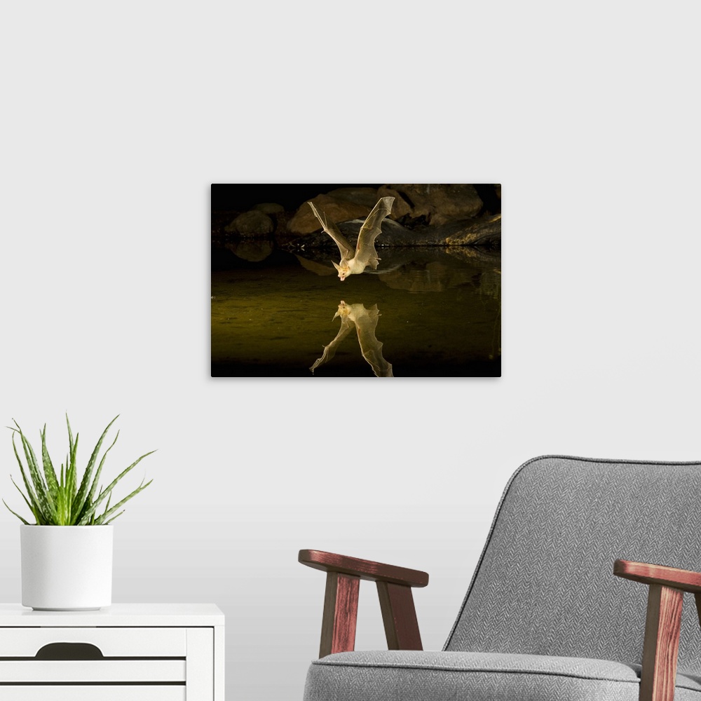 A modern room featuring Southern Arizona, USA, Pallid Bat, (Antrozous pallidus). In flight, swooping over a small pond to...