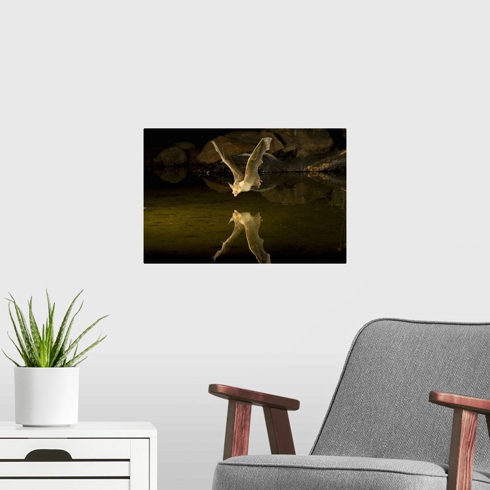 A modern room featuring Southern Arizona, USA, Pallid Bat, (Antrozous pallidus). In flight, swooping over a small pond to...