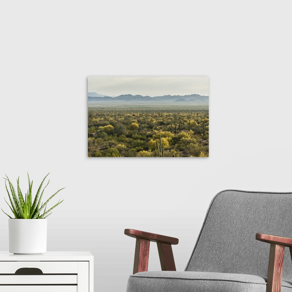 A modern room featuring USA, Arizona, Saguaro National Park. Desert landscape.