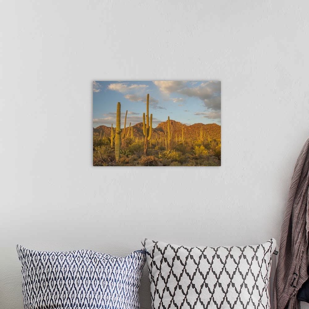 A bohemian room featuring USA, Arizona, Saguaro National Park. Desert landscape.  Credit as: Cathy