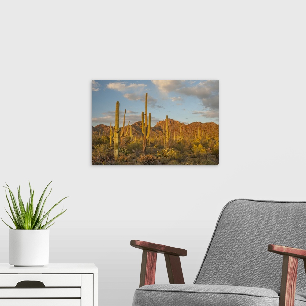 A modern room featuring USA, Arizona, Saguaro National Park. Desert landscape.  Credit as: Cathy