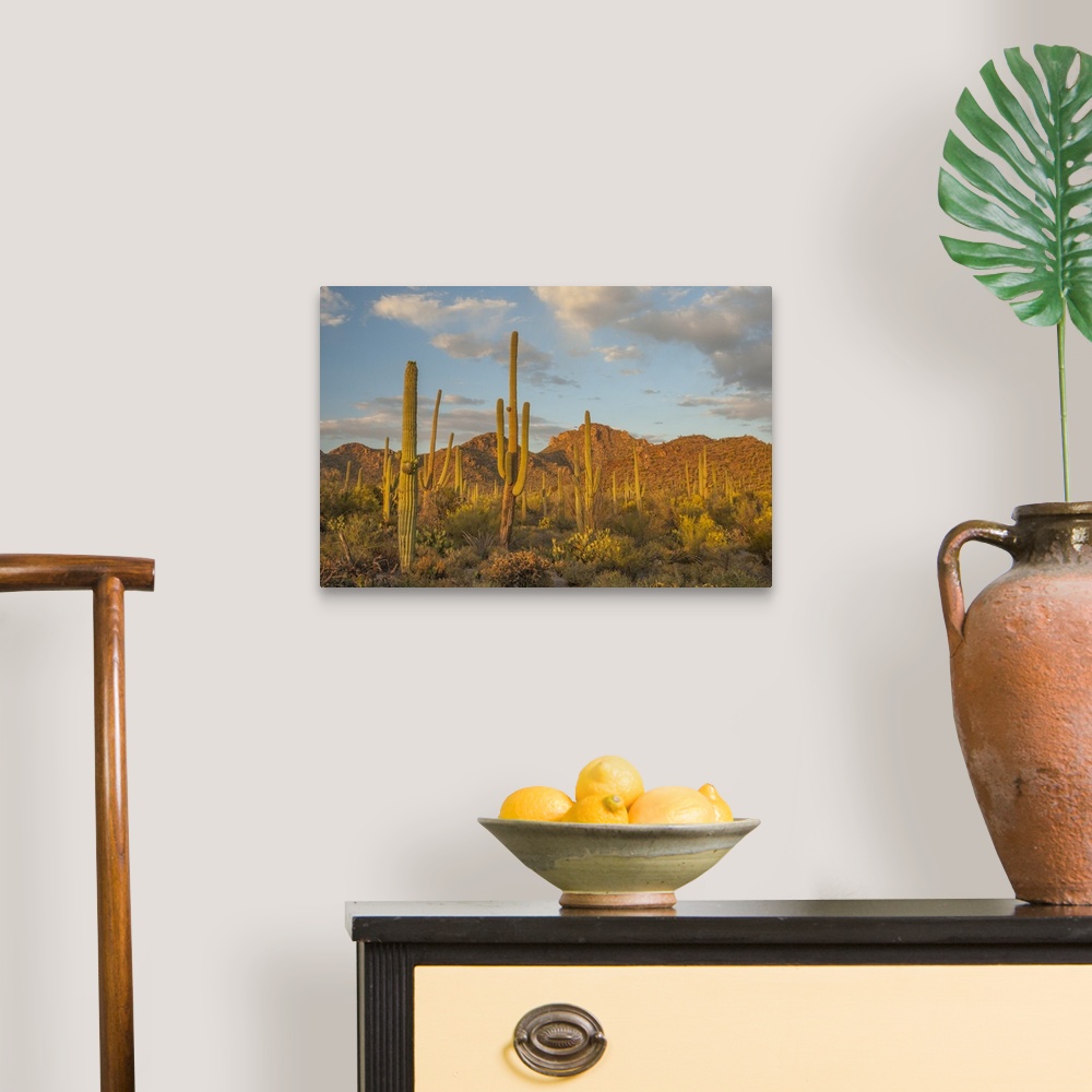 A traditional room featuring USA, Arizona, Saguaro National Park. Desert landscape.  Credit as: Cathy