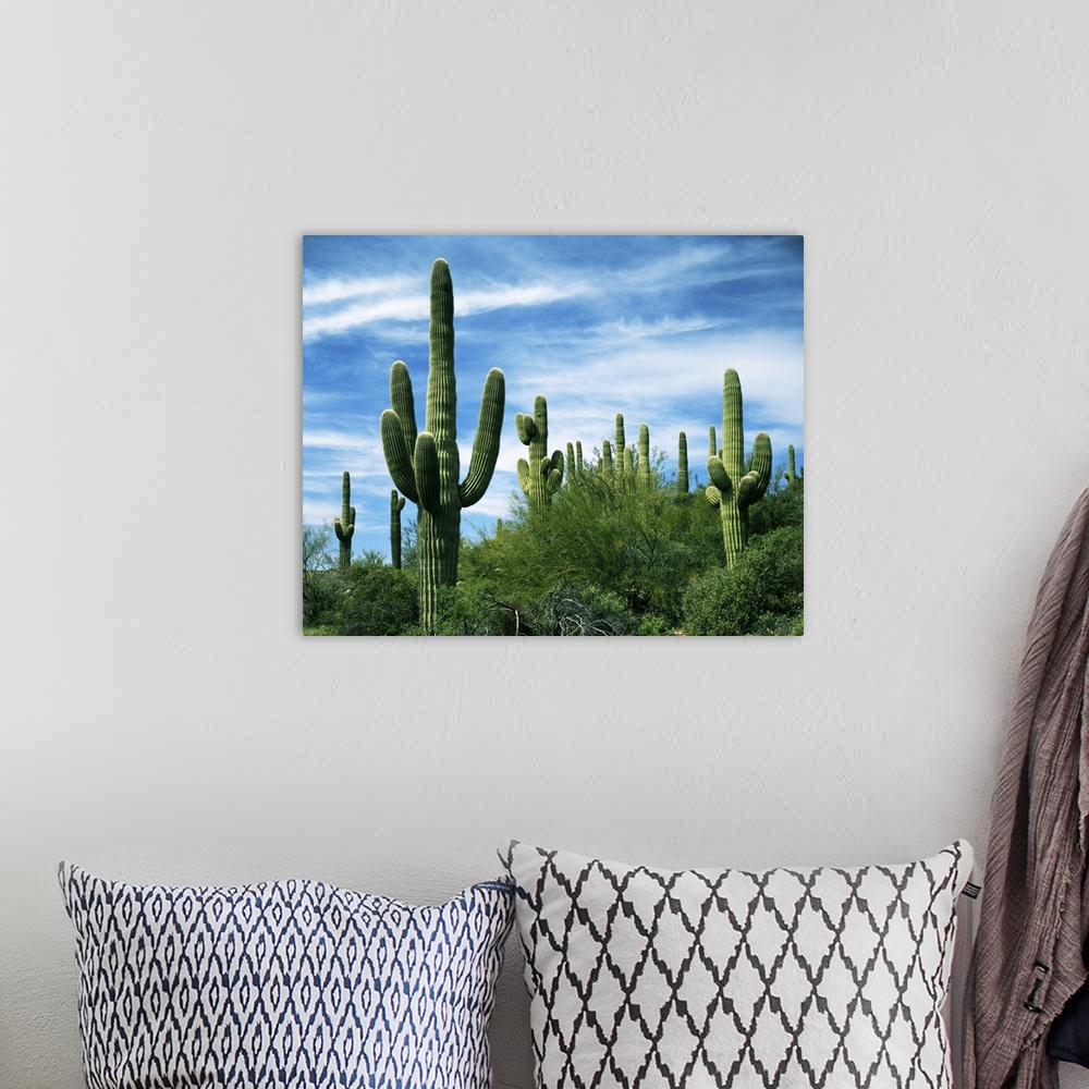 A bohemian room featuring USA, Arizona, Saguaro National Park, Saguaro cacti.