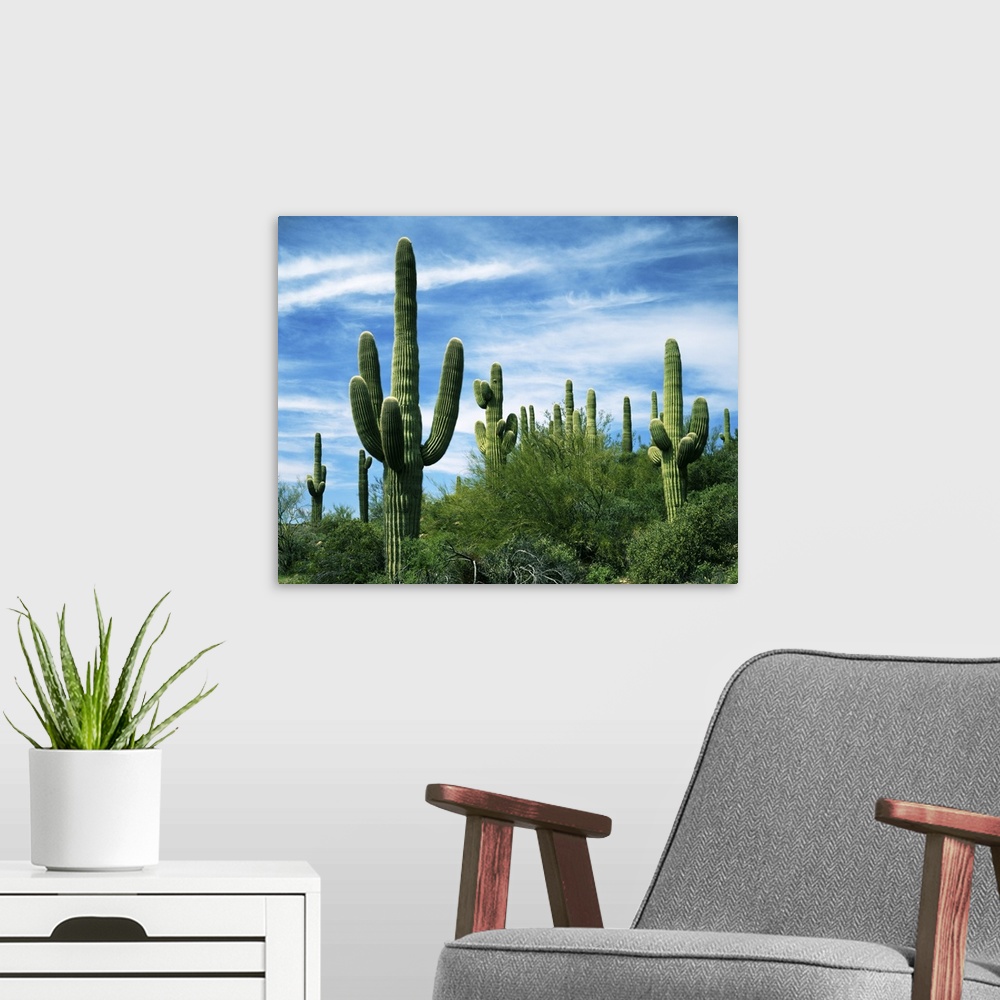 A modern room featuring USA, Arizona, Saguaro National Park, Saguaro cacti.