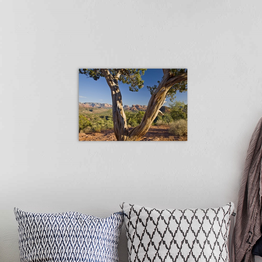A bohemian room featuring Arizona, Sedona, Red Rock Country, Old Juniper tree, Cathedral Rock in the background.