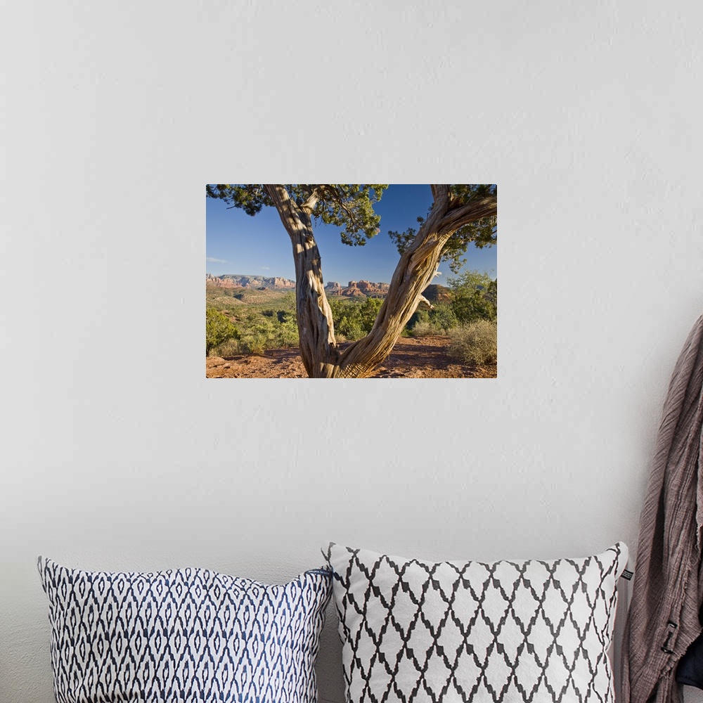 A bohemian room featuring Arizona, Sedona, Red Rock Country, Old Juniper tree, Cathedral Rock in the background.