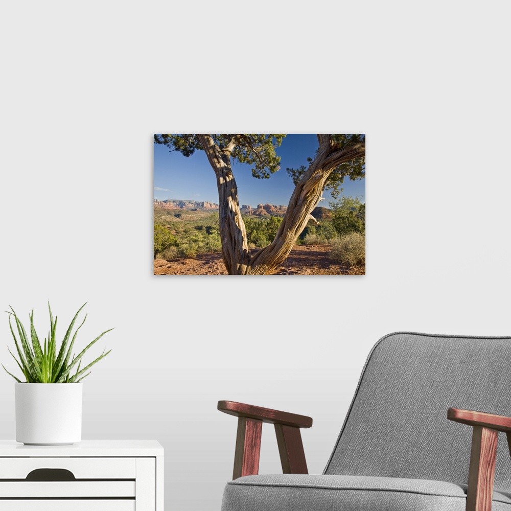 A modern room featuring Arizona, Sedona, Red Rock Country, Old Juniper tree, Cathedral Rock in the background.