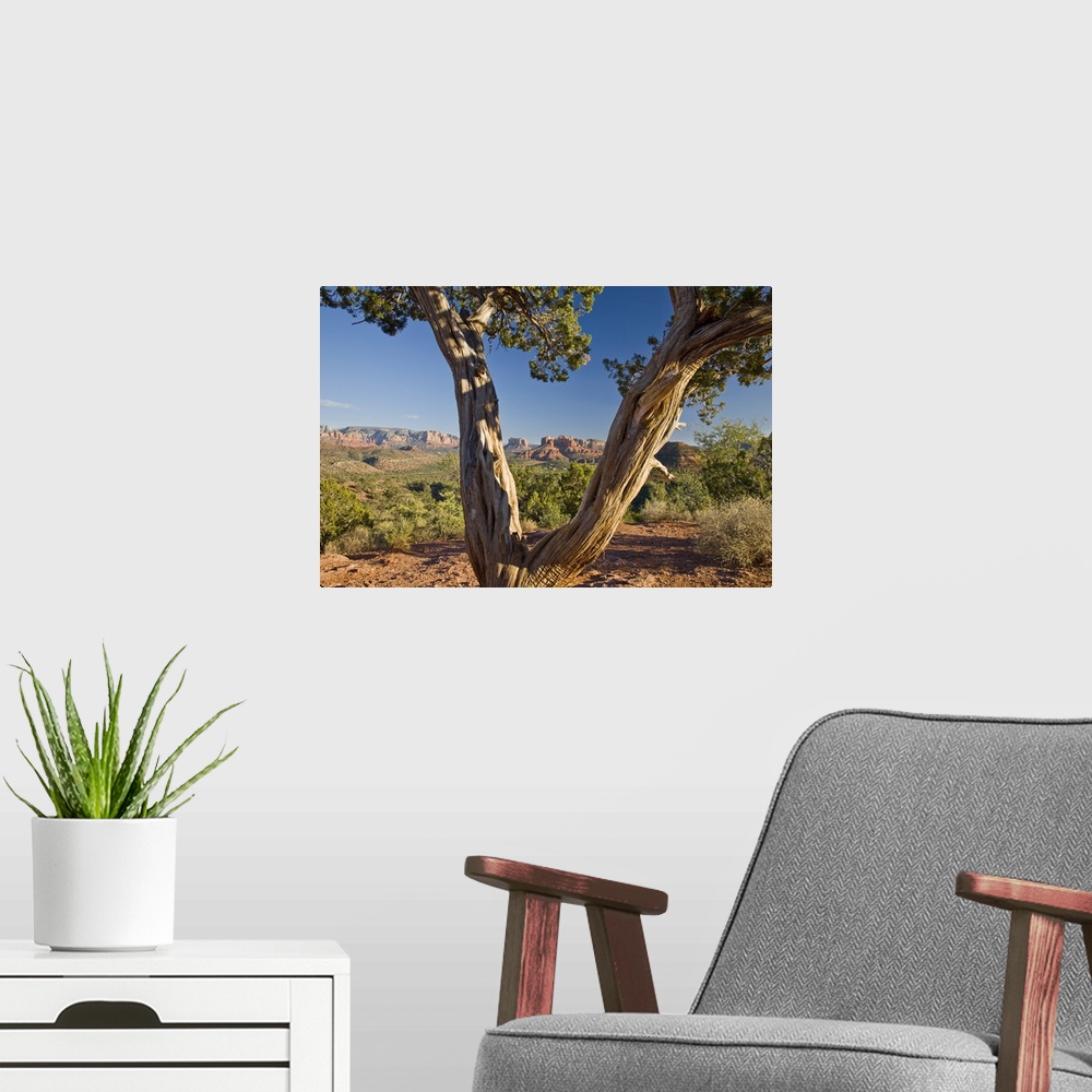 A modern room featuring Arizona, Sedona, Red Rock Country, Old Juniper tree, Cathedral Rock in the background.