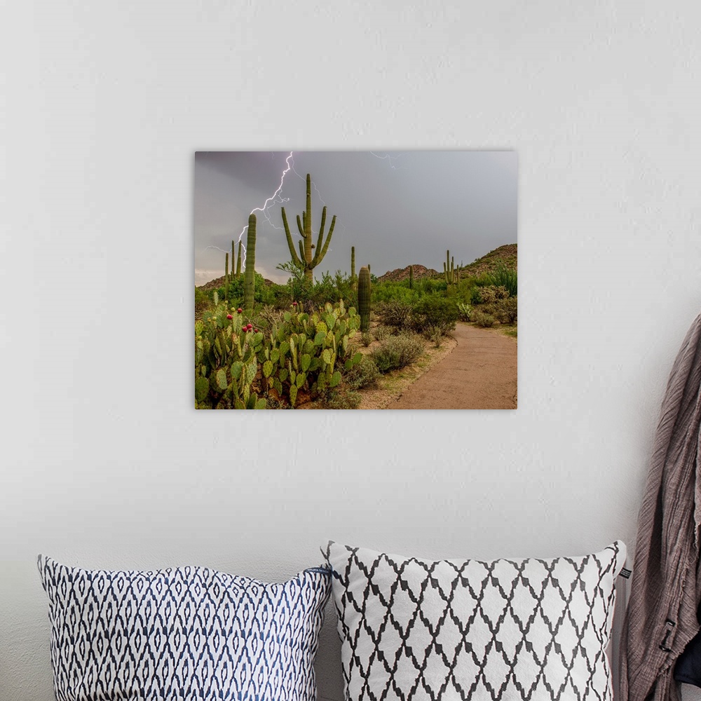 A bohemian room featuring USA, Arizona, Tucson, Saguaro National Park West, Lightning