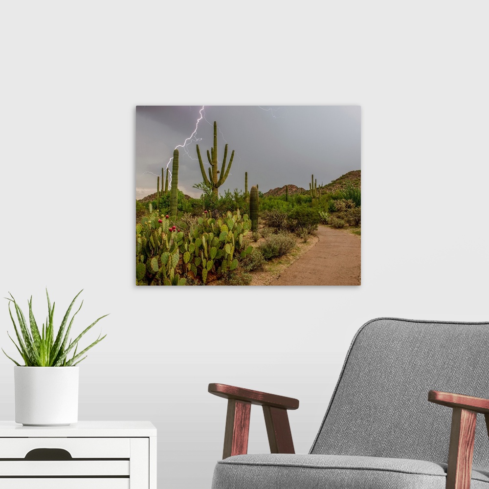 A modern room featuring USA, Arizona, Tucson, Saguaro National Park West, Lightning