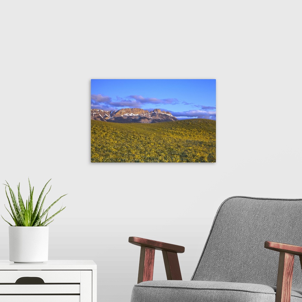 A modern room featuring Arrowleaf balsomroot wildflowers and Sawtooth Ridge at first light at Sun River WMA near Augusta,...