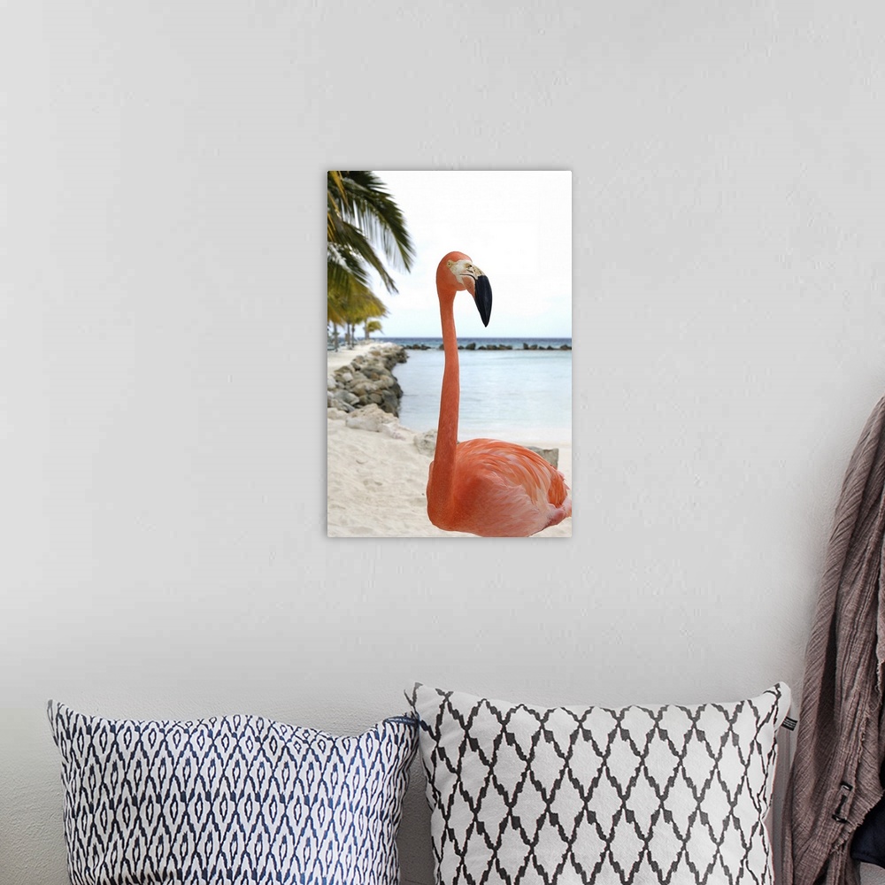 A bohemian room featuring Aruba, Renaissance Island, Caribbean Flamingo