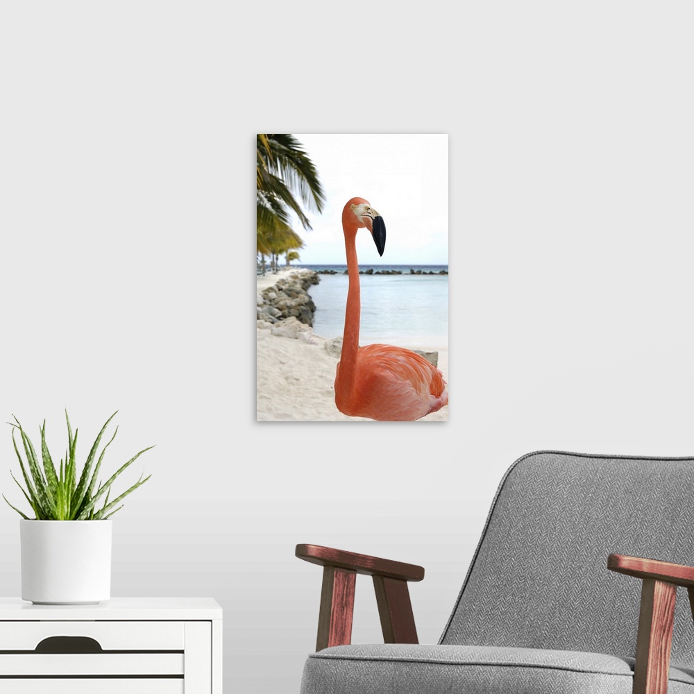 A modern room featuring Aruba, Renaissance Island, Caribbean Flamingo