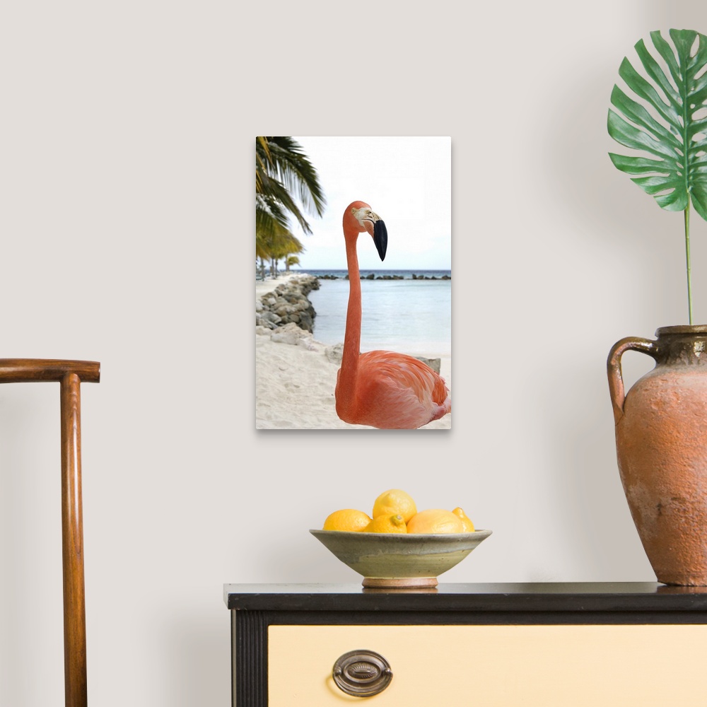 A traditional room featuring Aruba, Renaissance Island, Caribbean Flamingo
