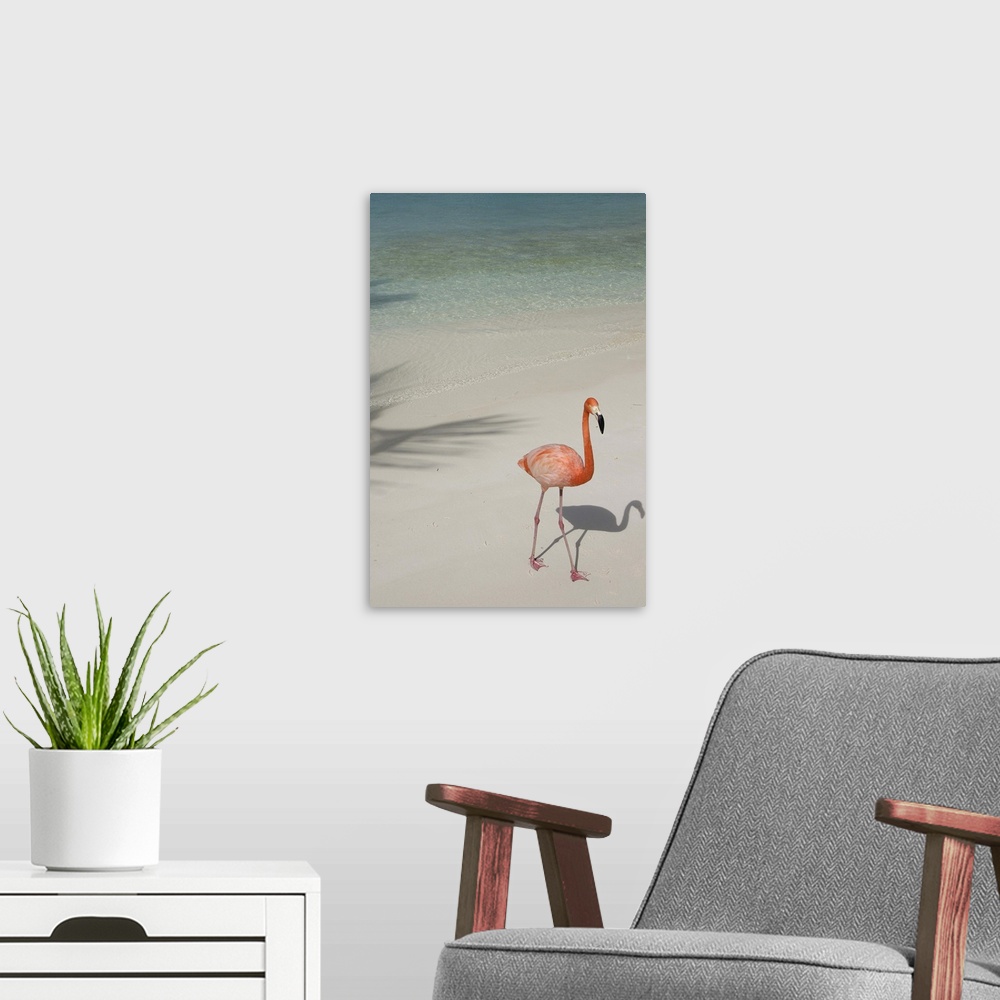 A modern room featuring Aruba, Renaissance Island, pink flamingo