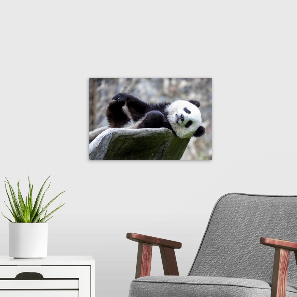 A modern room featuring Asia, China, Sichuan province, Mt. Qincheng town, giant panda.