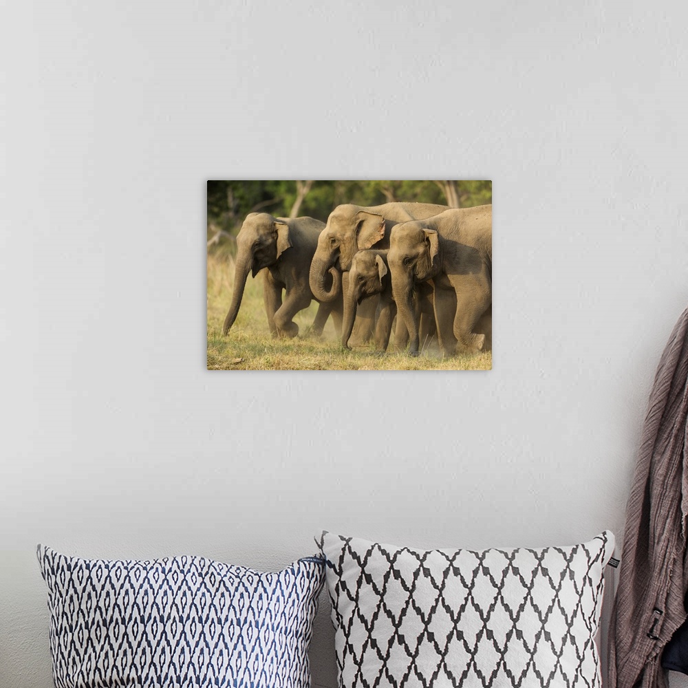 A bohemian room featuring Asian elephants, small herd, Corbett national park, India.