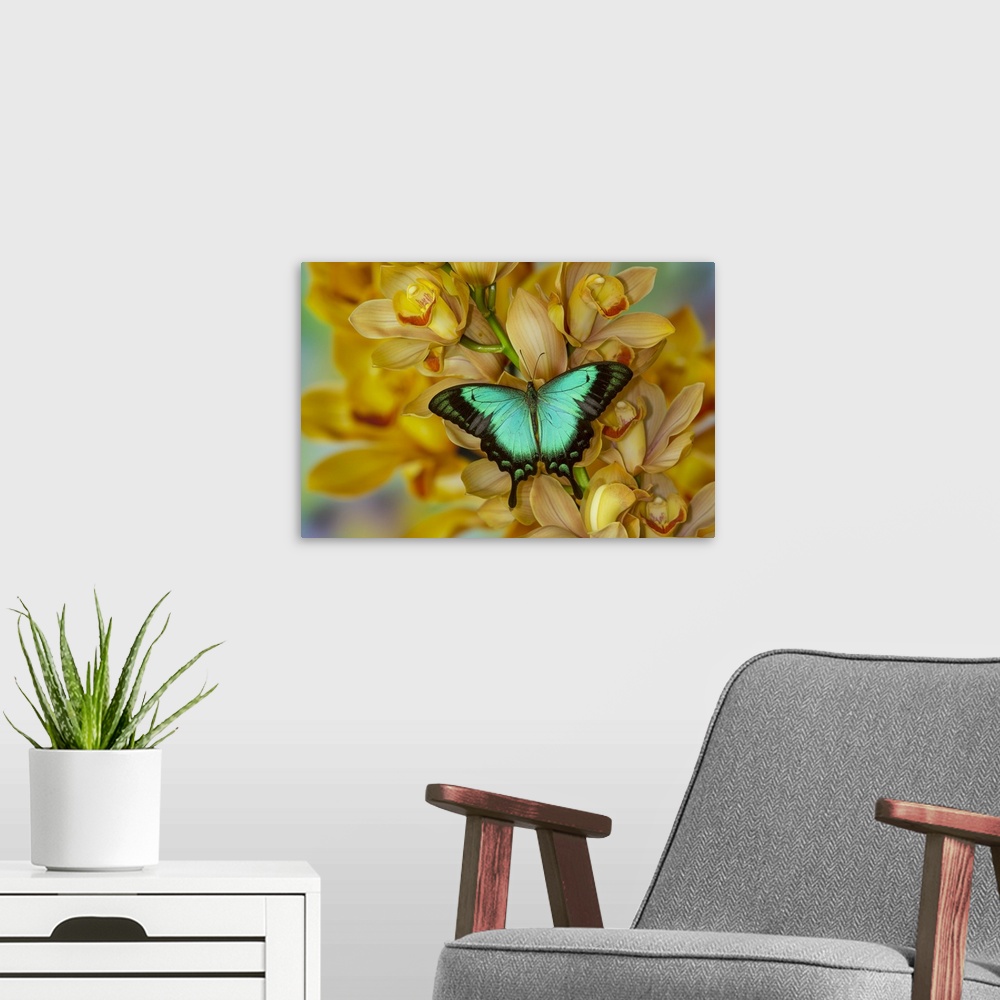 A modern room featuring Asian swallowtail, Papilio larquinianus, butterfly on large golden cymbidium orchid