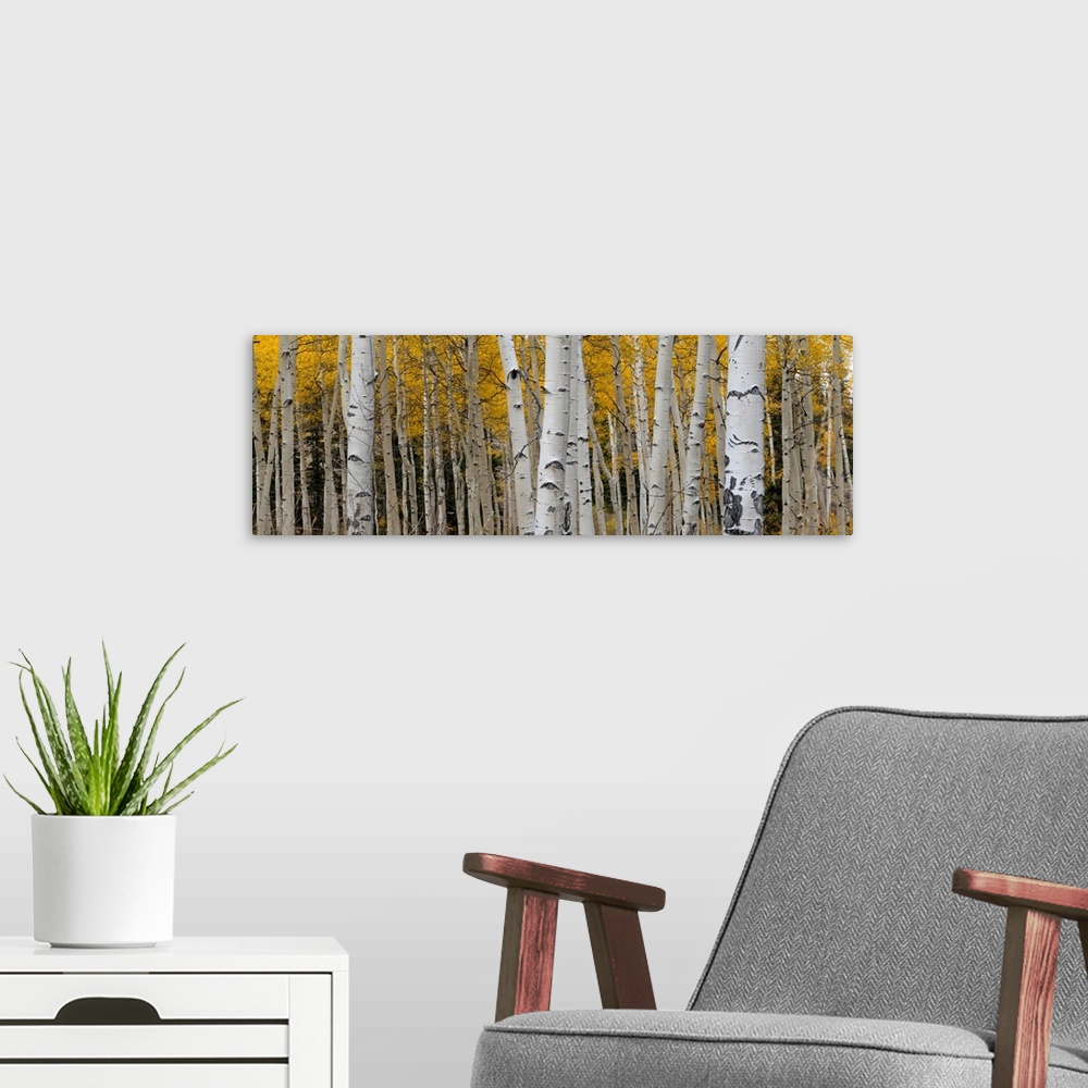 A modern room featuring Aspen tree trunks and leaves blend in this autumn image, Rocky Mountains, Colorado, USA.