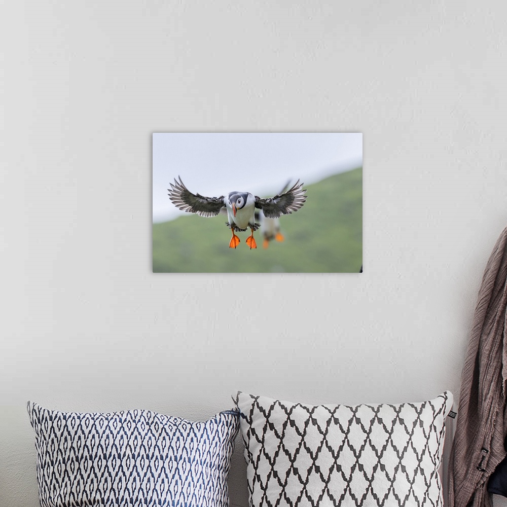 A bohemian room featuring Landing in a colony. Atlantic Puffin (Fratercula arctica) in a puffinry on Mykines, part of the F...