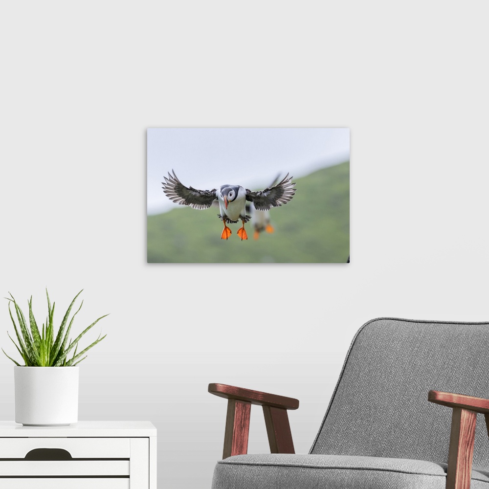 A modern room featuring Landing in a colony. Atlantic Puffin (Fratercula arctica) in a puffinry on Mykines, part of the F...