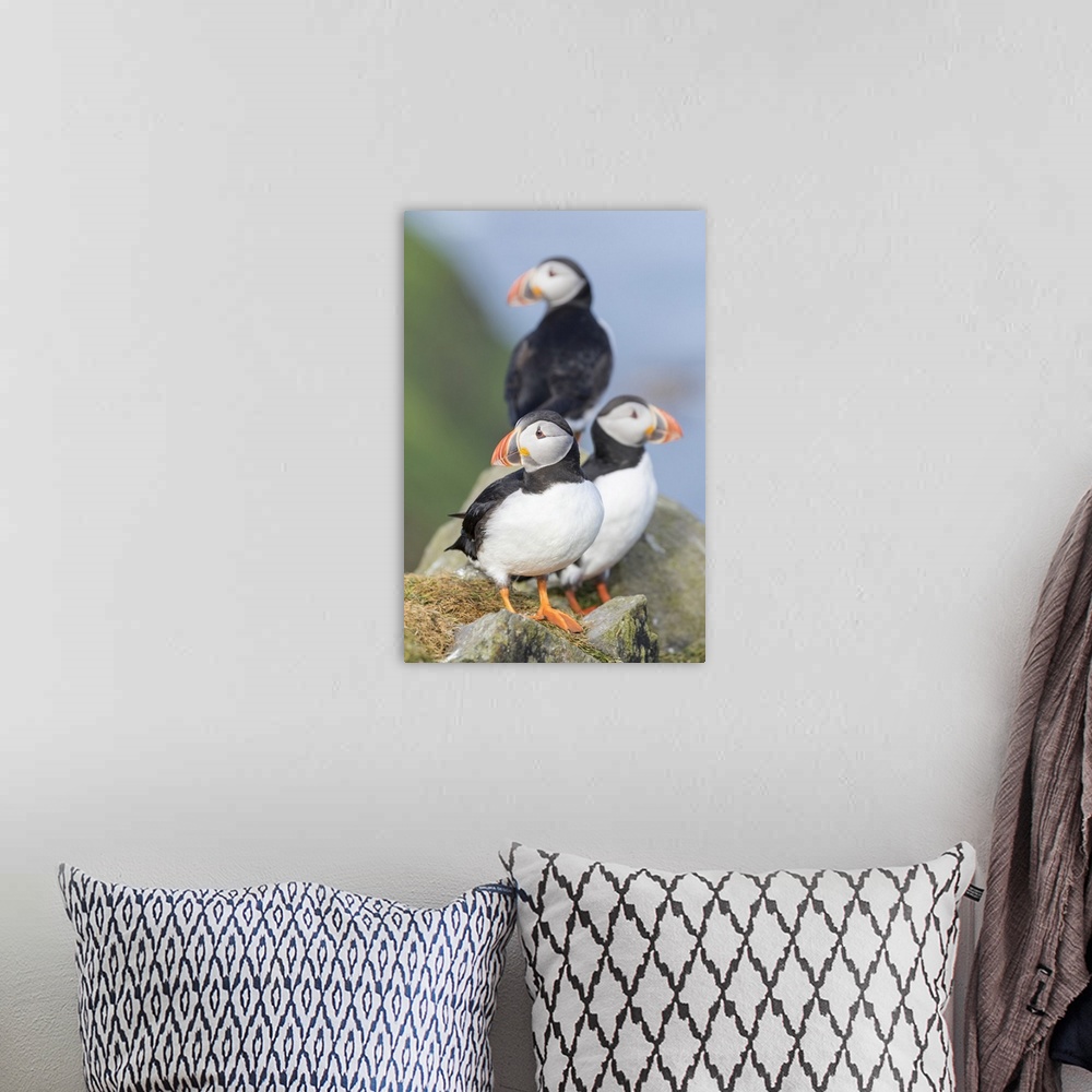 A bohemian room featuring Atlantic Puffin (Fratercula arctica) in a puffinry on Mykines, part of the Faroe Islands in the N...