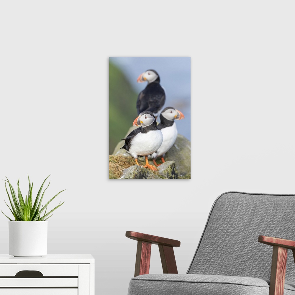 A modern room featuring Atlantic Puffin (Fratercula arctica) in a puffinry on Mykines, part of the Faroe Islands in the N...